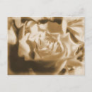 Suche nach alte rose postkarten Blume