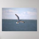 Suche nach flug poster Fotografie