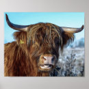 Suche nach highland cow poster Hörner