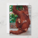 Suche nach orang utan karten Borneo