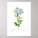 Suche nach plumbago poster Blau