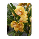 Suche nach exotische orchideen magnete Blume