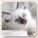 Suche nach plastikuntersetzer Katze