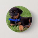 Suche nach rottweiler Haustiere