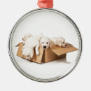 Suche nach der kasten ornamente Hund