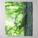 Suche nach eichhörnchen poster Baum