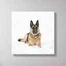 Suche nach deutscher schäferhund leinwandbilder Hirtenhund