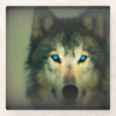 Suche nach wolf untersetzer Tierwelt