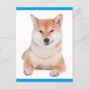 Suche nach shiba inu welpe poster Danke