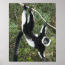 Suche nach lemur poster Endemisch