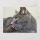 Suche nach graue katzen postkarten Kitty