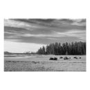 Suche nach bison foto poster Winter