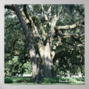 Suche nach weinende weiden poster Grün