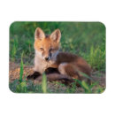 Suche nach kite magnete Wild lebende tiere