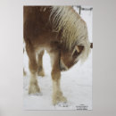 Suche nach belgian poster Draft horse
