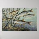 Suche nach wasserleben poster Natur