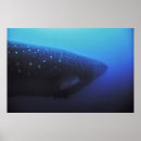 Suche nach leviathan poster Unterwasser