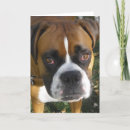 Suche nach bulldog karten Kaninchen