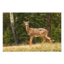 Suche nach wild lebende tiere poster Bäume
