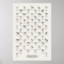 Suche nach kolibris poster Wildtiere