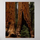 Suche nach sequoia national park poster Redwood