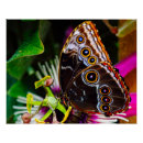 Suche nach exotische schmetterlinge poster Blume