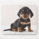 Suche nach sitzen mousepads Tiere