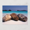 Suche nach ecuador postkarten Ozean