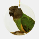 Suche nach papageien ornamente Vogel
