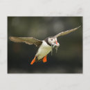 Suche nach fliegende postkarten Tiere