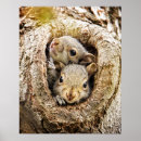 Suche nach niedliche eichhörnchen poster Eichhörnchenfamilie