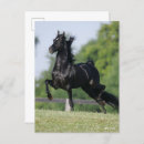 Suche nach morgan horse postkarten Rasse