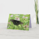 Suche nach frack karten Schmetterling