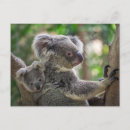 Suche nach niedlicher koala postkarten Australisch