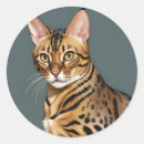 Suche nach bengalisch aufkleber Haustier