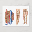Suche nach menschliche anatomie postkarten Keine menschen