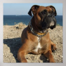 Suche nach boxerhund poster Hunde