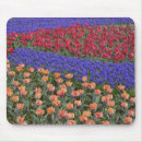 Suche nach tulpe blume mousepads Adam jones