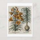Suche nach lilium postkarten Botanisch