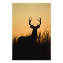 Suche nach odocoileus Odocoileus virginianus