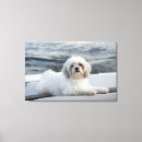 Suche nach haustier leinwandbilder Horizontal