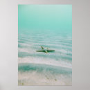 Suche nach seestern poster Ozean