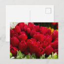 Suche nach amsterdam tulpen postkarten Natur