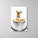 Suche nach yorkshire terrier leinwandbilder Vorderansicht