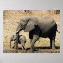 Suche nach babyelefant poster Tier