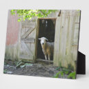 Suche nach schäfer fotoplatten Land