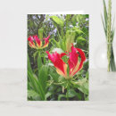 Suche nach lilien karten Flora