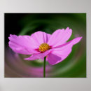 Suche nach cosmos poster Natur
