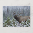 Suche nach stier postkarten Schnee
