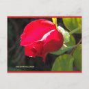Suche nach blumen kreationen Rose